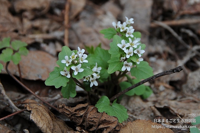ユリワサビ