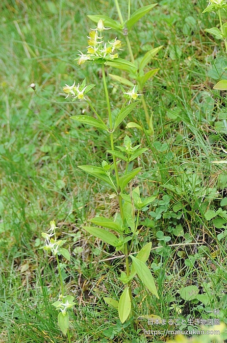 ハナイカリ