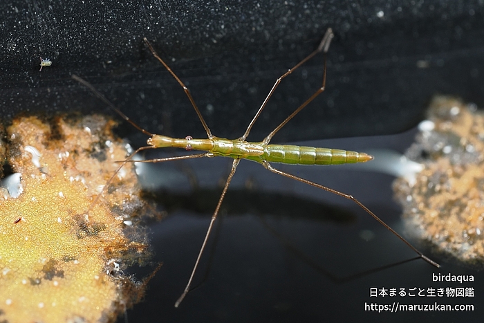 ヒメイトアメンボ
