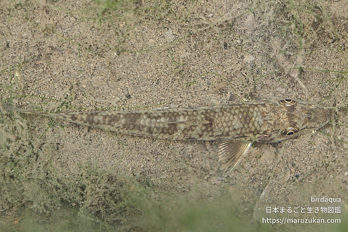カマツカ