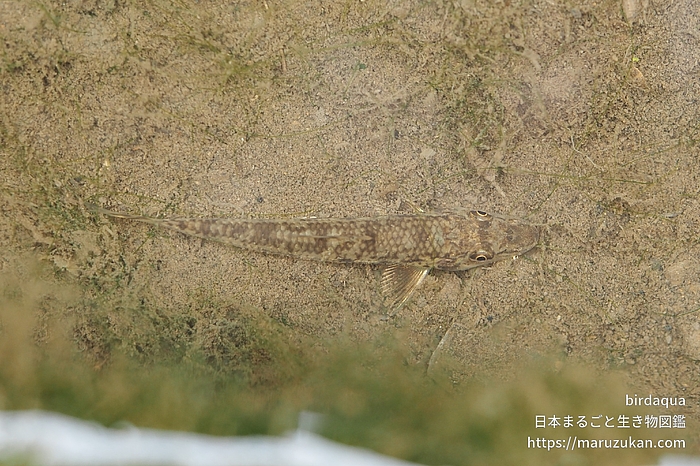 カマツカ