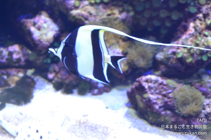ツノダシ