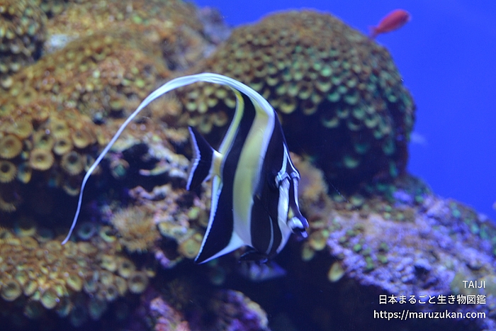 ツノダシ