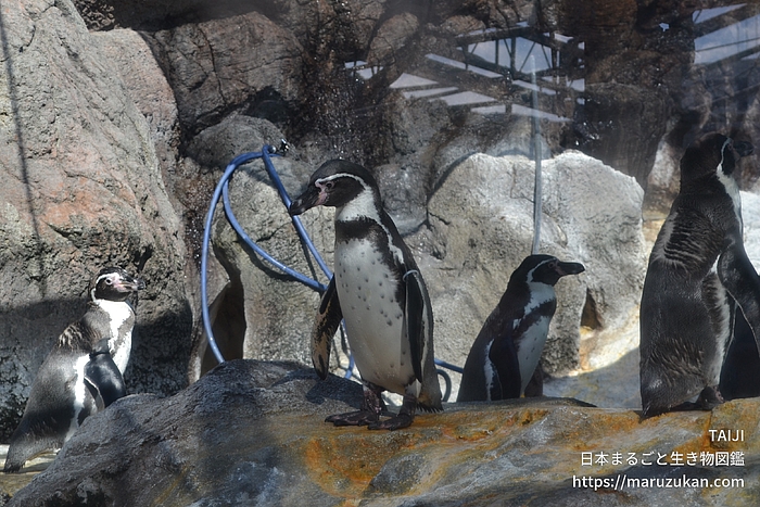 フンボルトペンギン