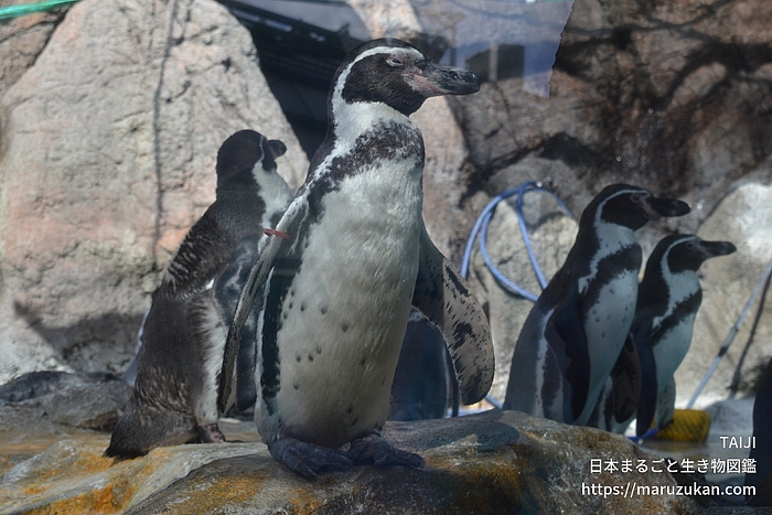フンボルトペンギン