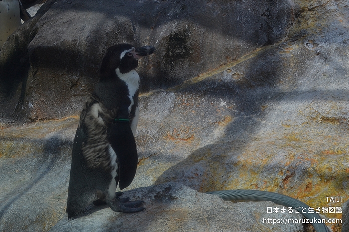 フンボルトペンギン