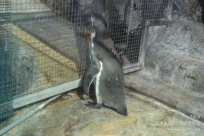 フンボルトペンギン