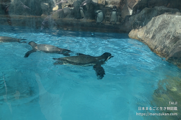 フンボルトペンギン