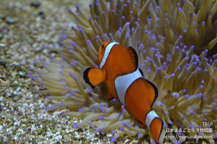 カクレクマノミ