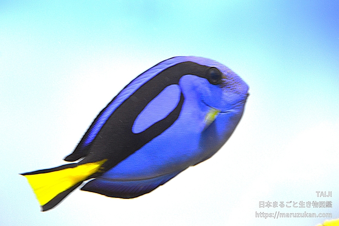 ナンヨウハギ