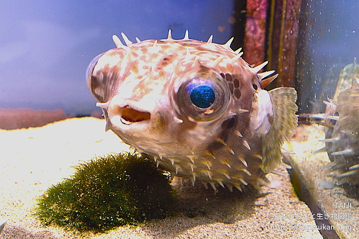 メイタイシガキフグ