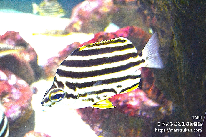 カゴカキダイ