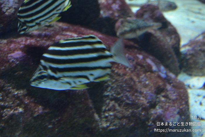 カゴカキダイ