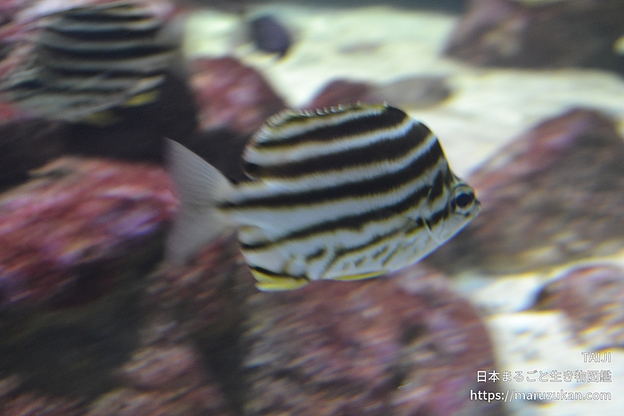 カゴカキダイ