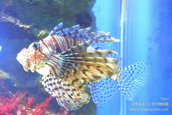 ハナミノカサゴ