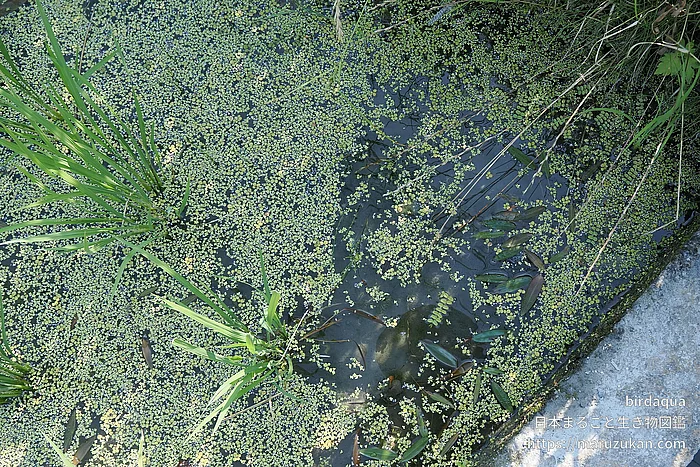 サンショウモの写真