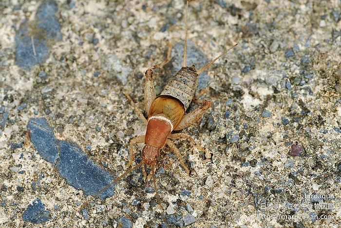 カネタタキの写真