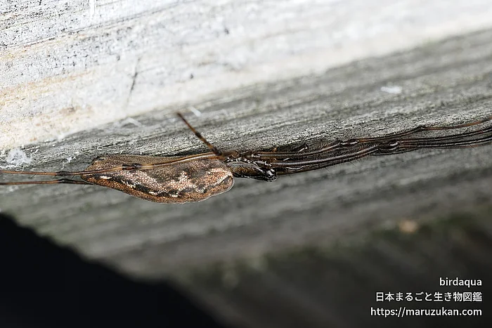 ヤサガタアシナガグモの写真
