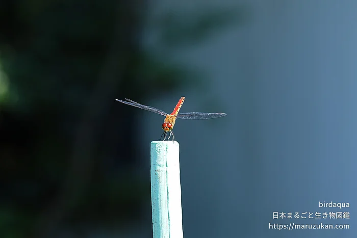 ナツアカネ（成虫）の写真