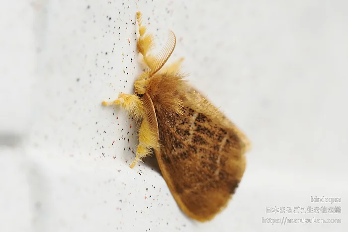 チャドクガ（成虫）の写真