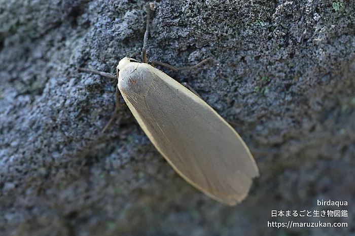 キシタホソバ（成虫）の写真