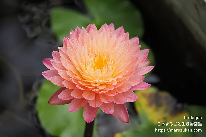 ハッサバディン（花）の写真