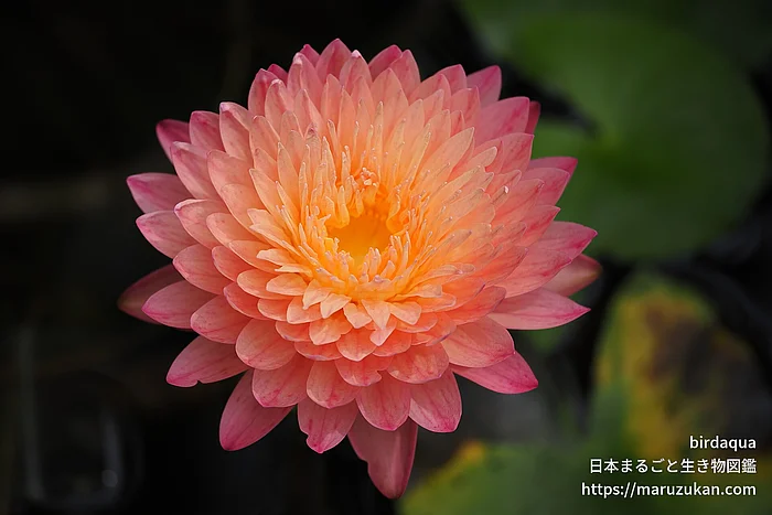 ハッサバディン（花）の写真