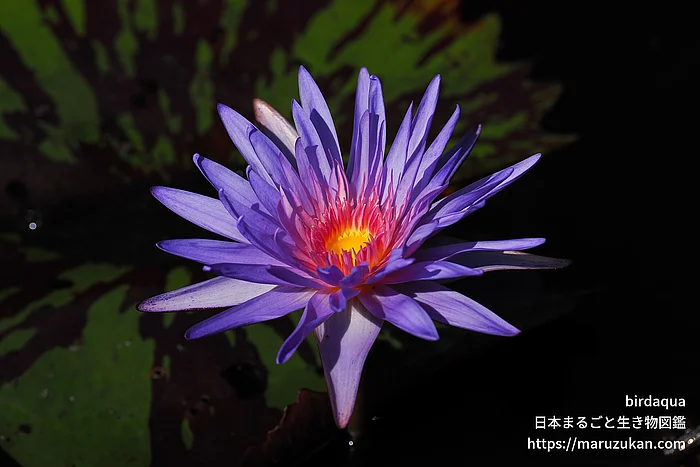 フォックスファイヤー（花）の写真