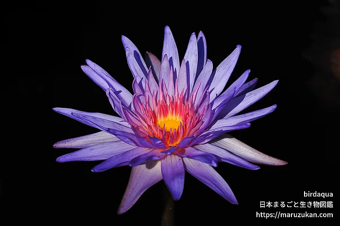 フォックスファイヤー（花）の写真