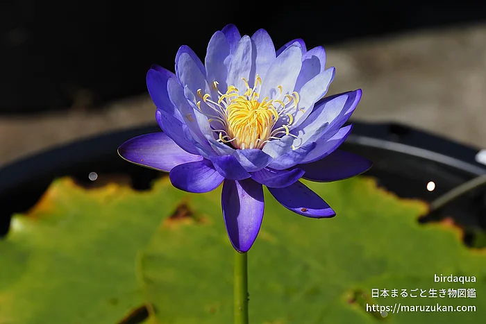 ブルーギガンティア（花）の写真