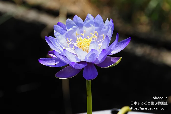 ブルーギガンティア（花）の写真
