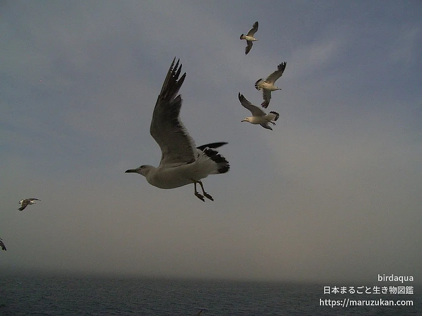 ウミネコの写真