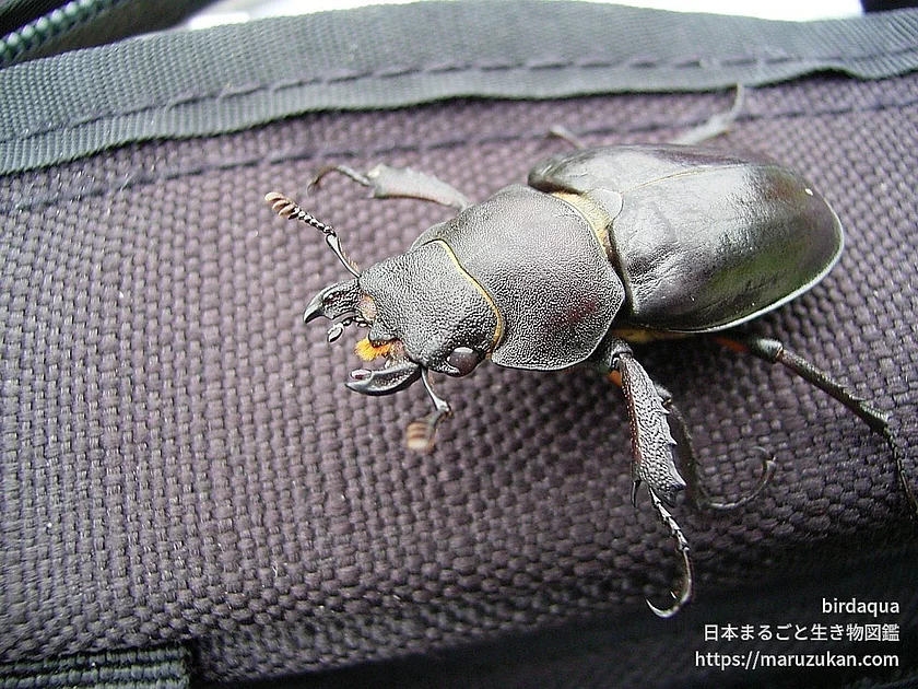 ノコギリクワガタ（成体）の写真