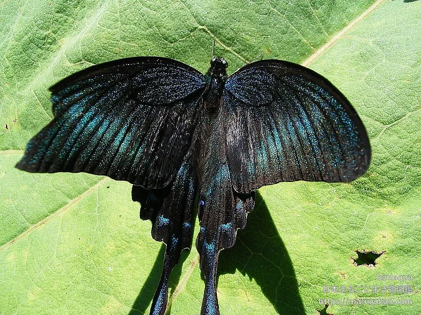 ミヤマカラスアゲハの写真
