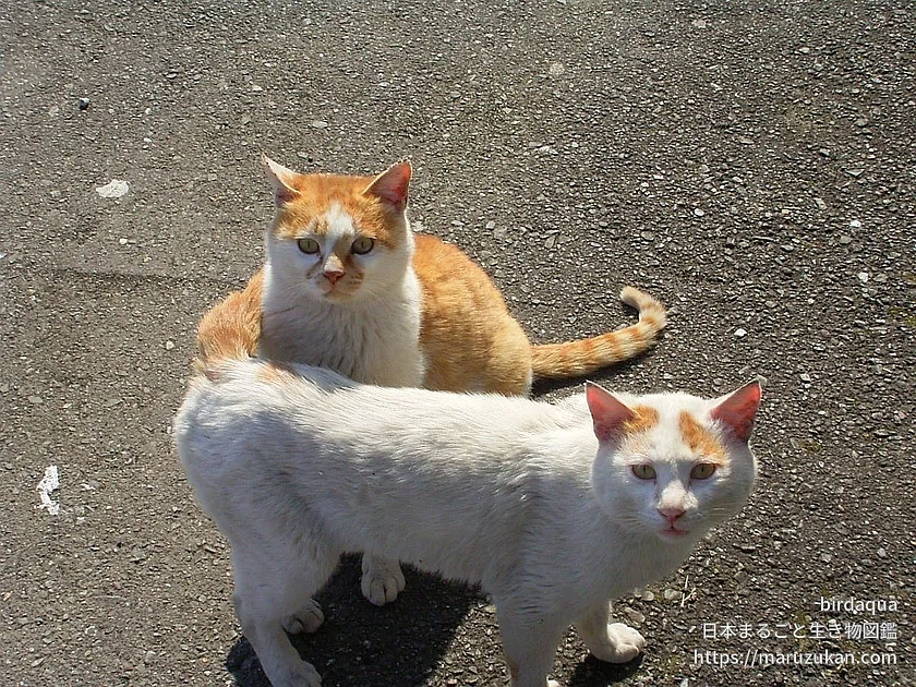 イエネコの写真