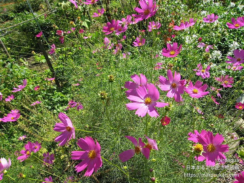 オオハルシャギク（花）の写真