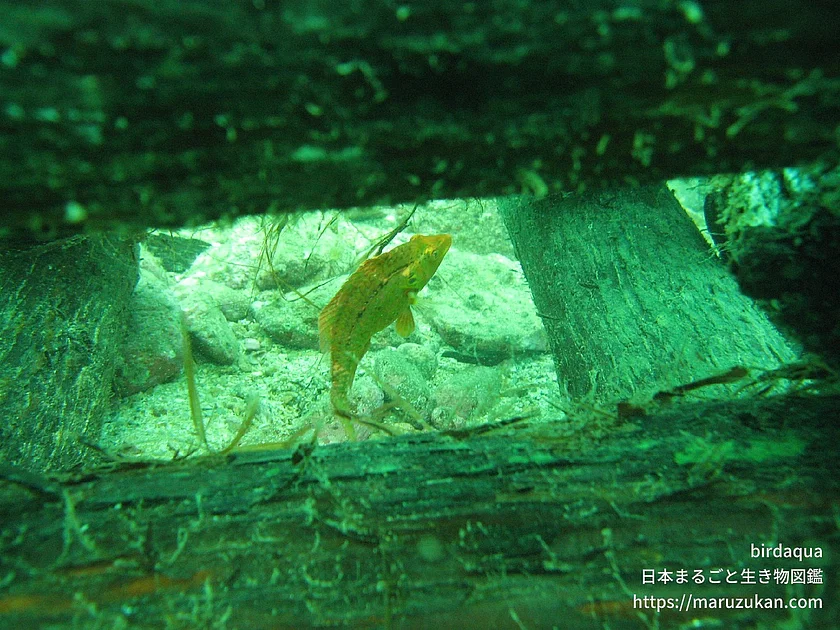オハグロベラ（成体）の写真