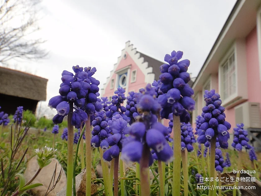 ムスカリ属（花）の写真