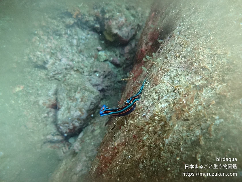 ニシキツバメガイの写真