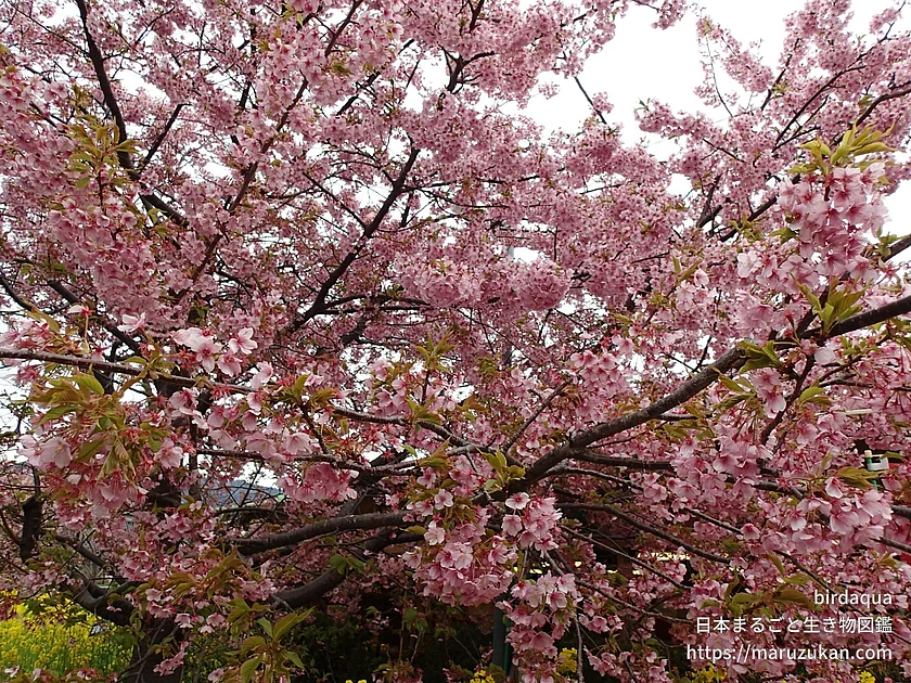 カワヅザクラ（花）の写真