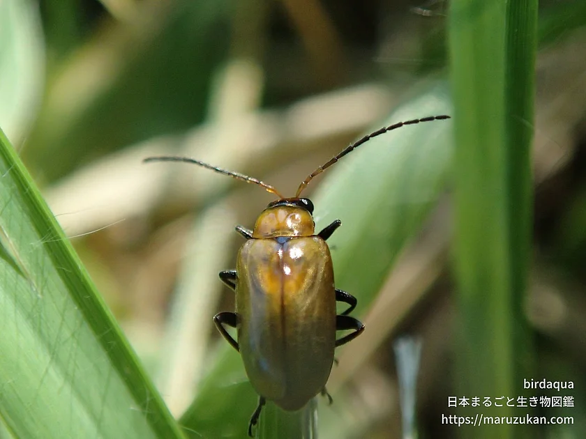 ウリハムシモドキの写真