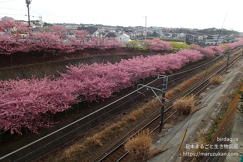 カワヅザクラ（花）の写真