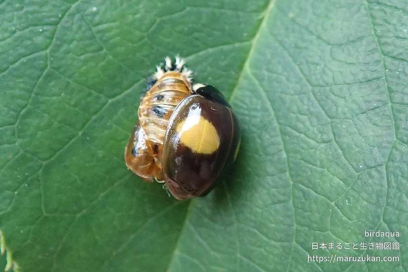 ナミテントウの写真