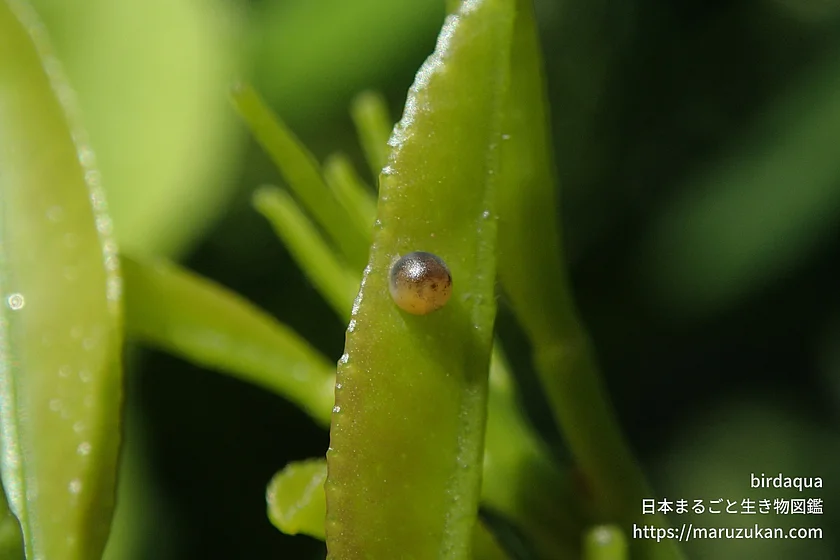 ナミアゲハの写真