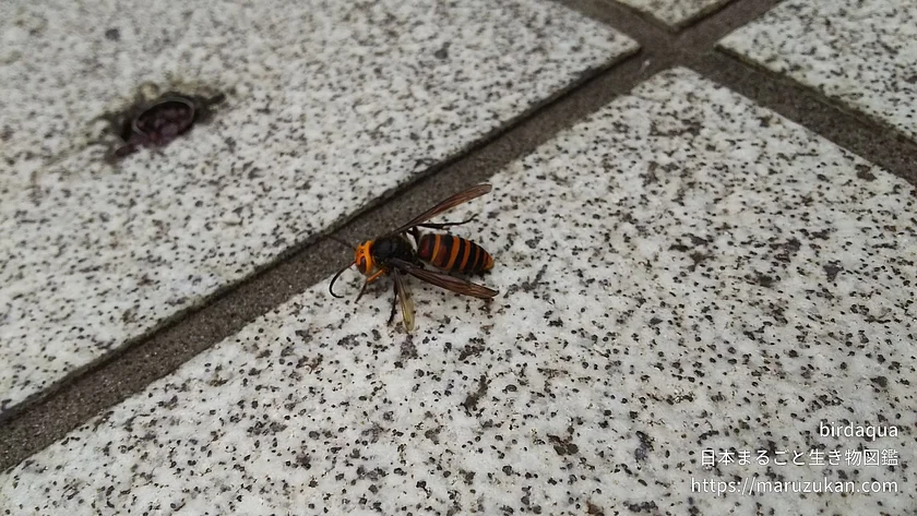 コガタスズメバチ（成体）の写真