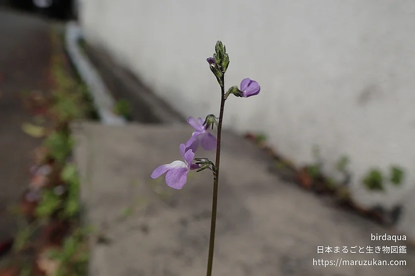 マツバウンラン（花）の写真