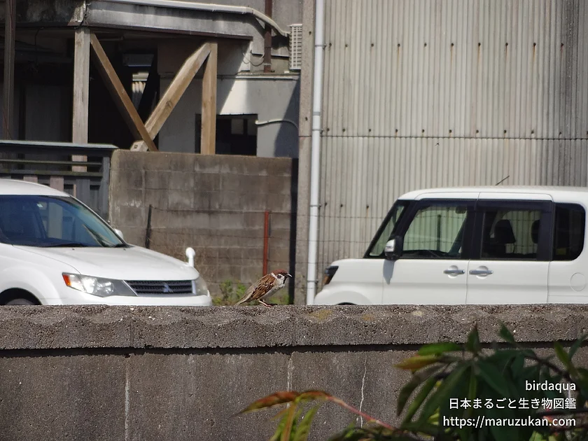 スズメの写真