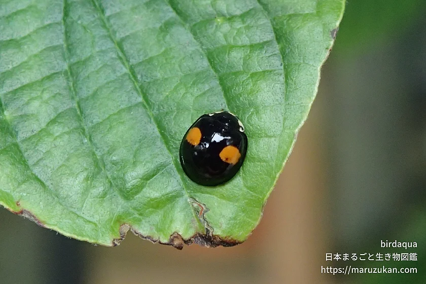 ナミテントウの写真