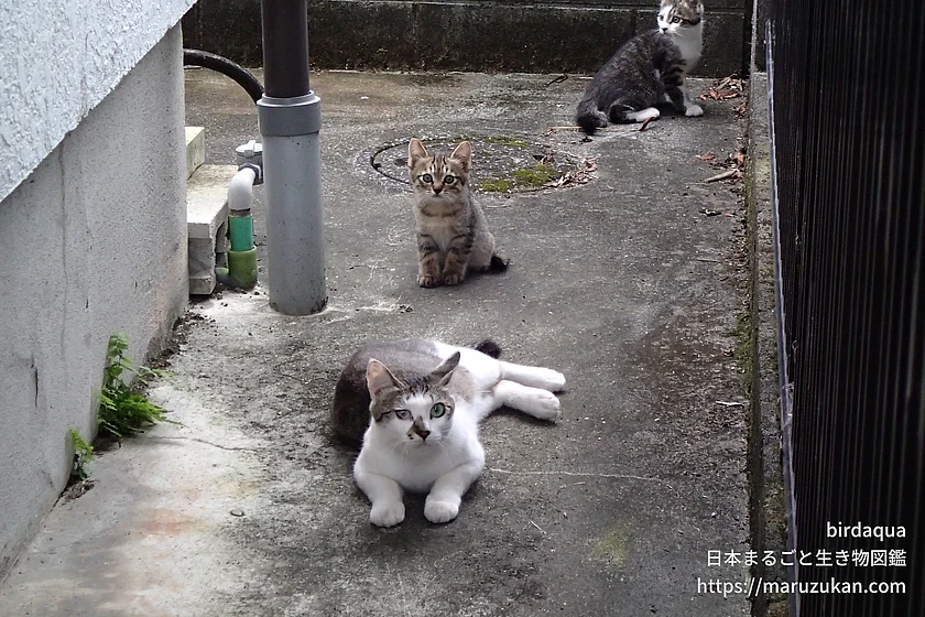 イエネコの写真