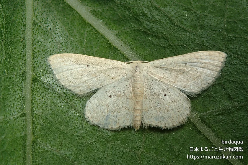 ウスキクロテンヒメシャクの写真